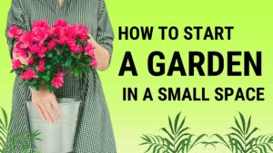 How to Start a Garden in a Small Space