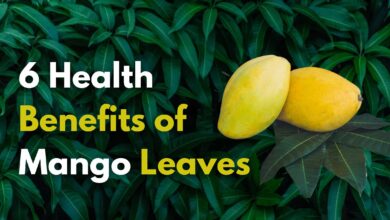 6 Health Benefits of Mango Leaves