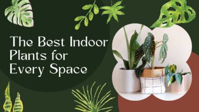 Bringing Nature Indoors: The Best Indoor Plants for Every Space