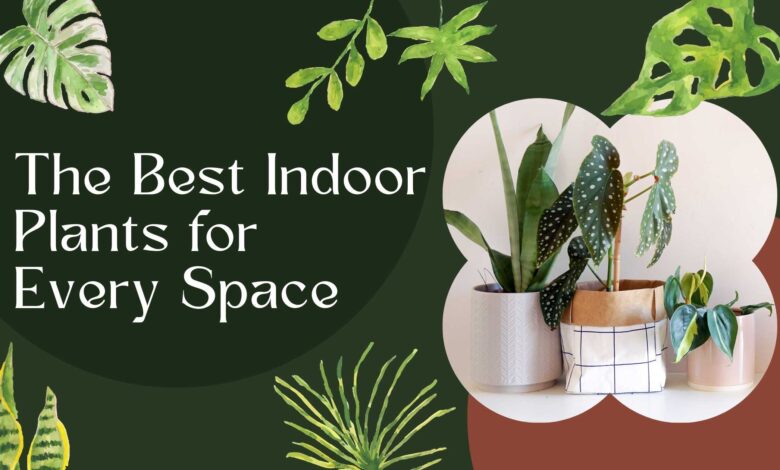 Bringing Nature Indoors: The Best Indoor Plants for Every Space